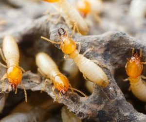 termite-damage-main-1-768x512